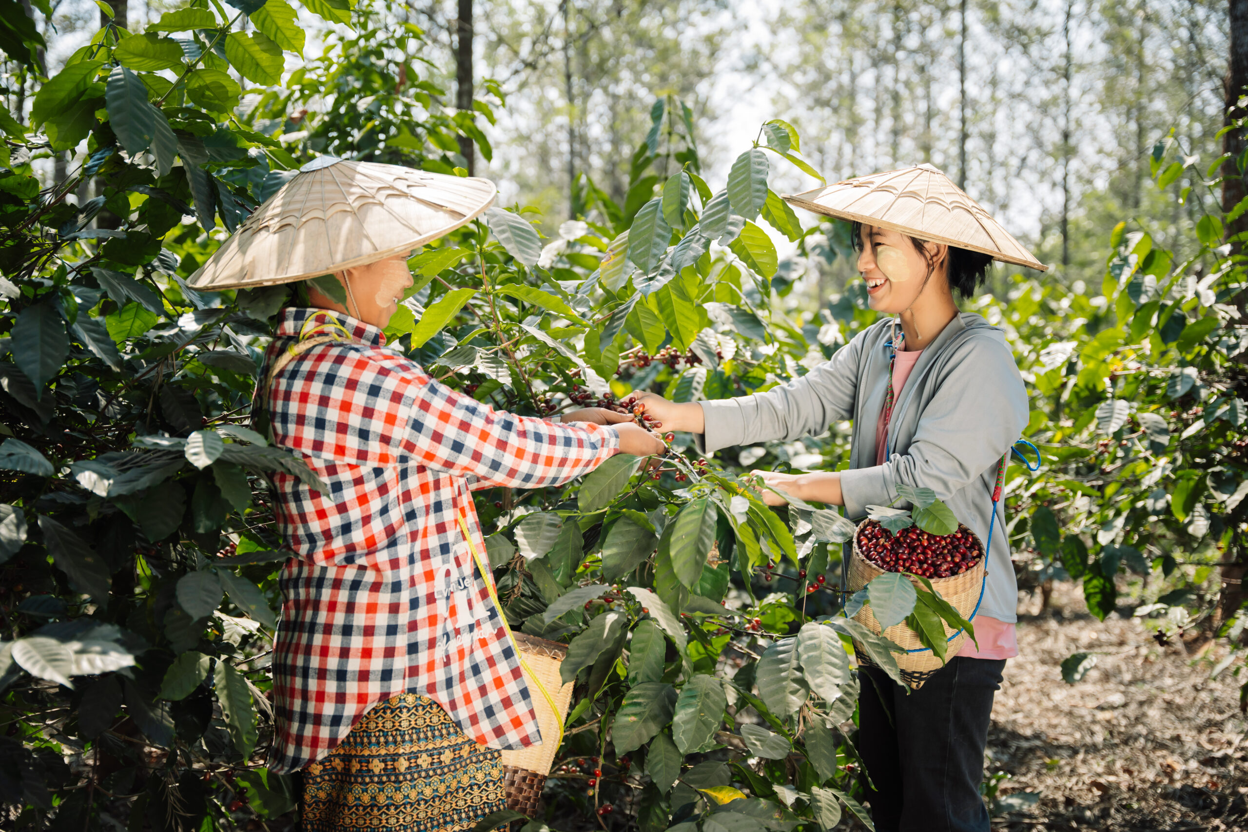 เสน่ห์ของกาแฟจากเมียนมาร์ : แหล่งปลูกที่ถูกมองข้าม… แต่ไม่ควรพลาด