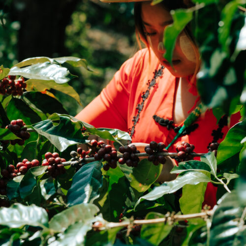 coffee farm at Shan state