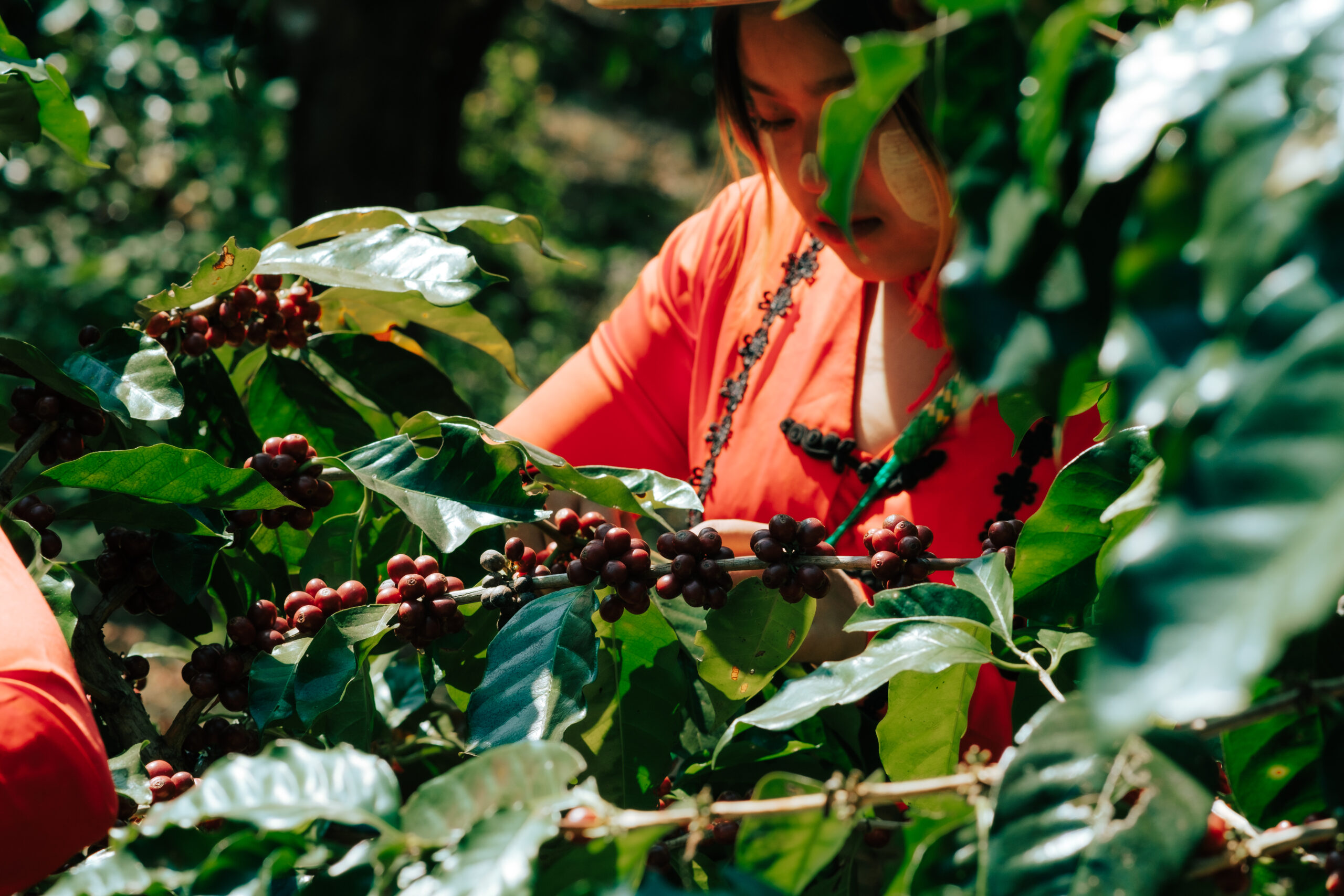coffee farm at Shan state