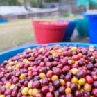 Thailand coffee processing | Three Dots Coffee