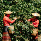 Biome Myanmar Coffee