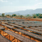 Coffee Drying (Biome Coffee)