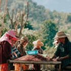 Myanmar Coffee Processing at Biome Coffee
